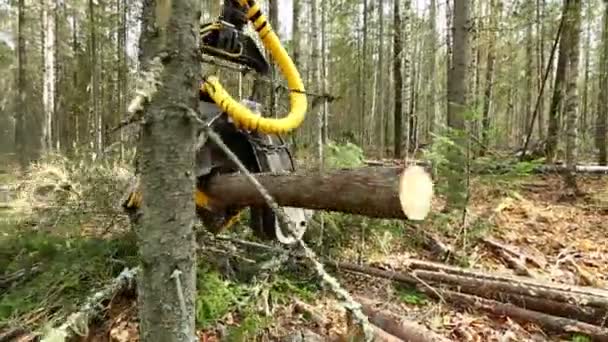 Vista do logger corta a árvore e seus ramos — Vídeo de Stock