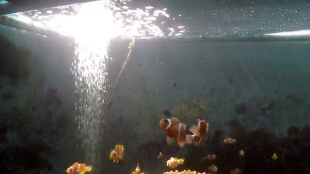 ストリップの明るい魚 — ストック動画