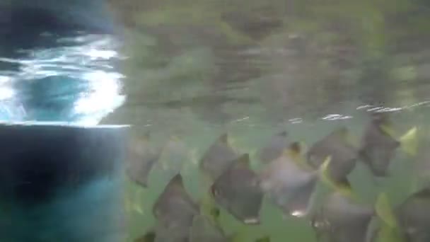 Pod vodou ryby zastřelil — Stock video