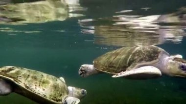 Deniz kaplumbağaları akvaryum