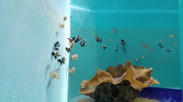 Phuket aquarium fish — Stock Video
