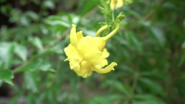 Vedere de flori galbene în grădină. Thailanda — Videoclip de stoc