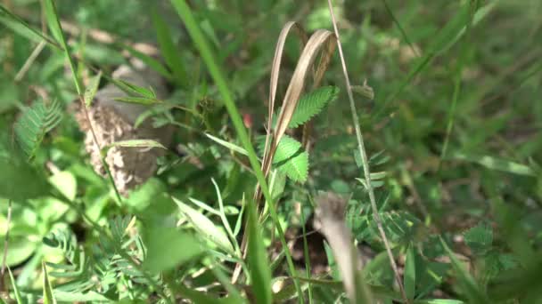 Vista de Mimosa Pudica oculta de tocar — Vídeos de Stock