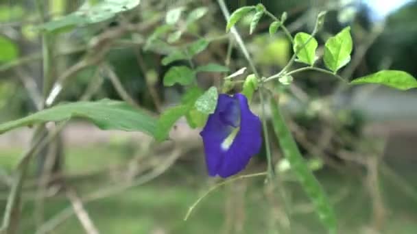 Blick auf Bindweed schwankt im Wind, Nahaufnahme — Stockvideo