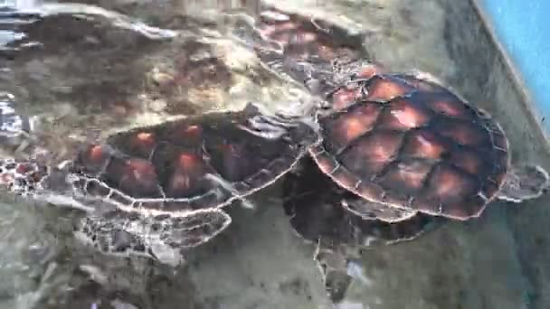 Vy över vackra sköldpaddor i akvarium. Thailand — Stockvideo