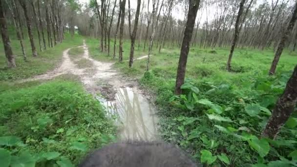Ovansida av elefant tur genom djungeln — Stockvideo