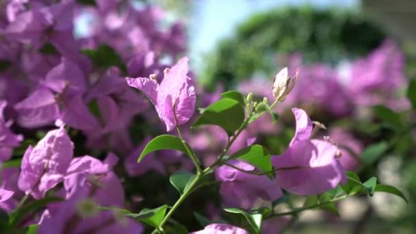 다채로운 bougainvillea의 보기 바람에 좌우 — 비디오