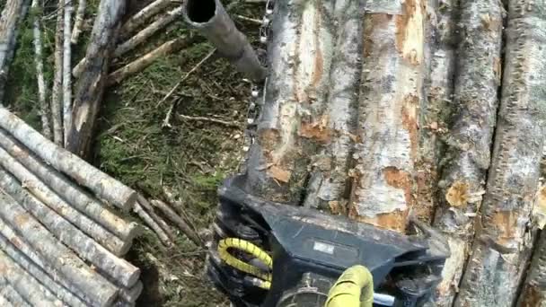 Chargement des journaux. Vue de dessus prise avec caméra d'action 