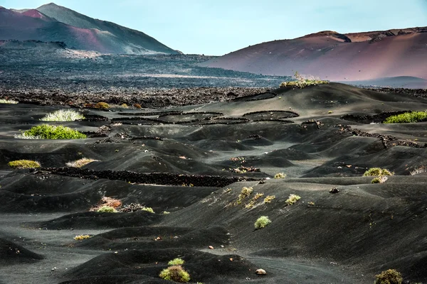 大型火山山脉附近的葡萄园 — 图库照片