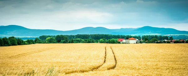 Пшеничное поле с горами на заднем плане — стоковое фото