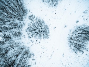 karla kaplı bir alanda kuru bitkiler