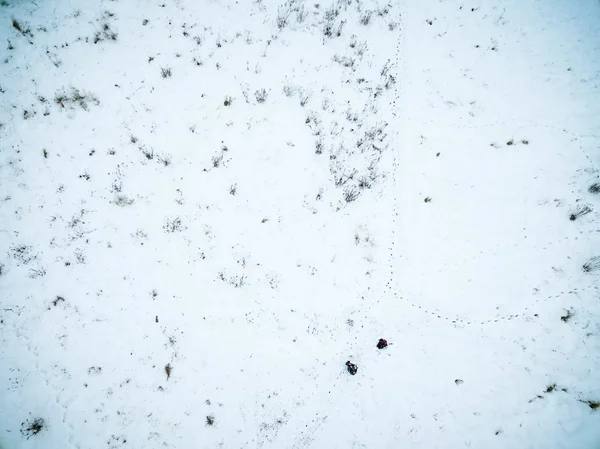 Dry plants on a field covered with snow — Stock Photo, Image