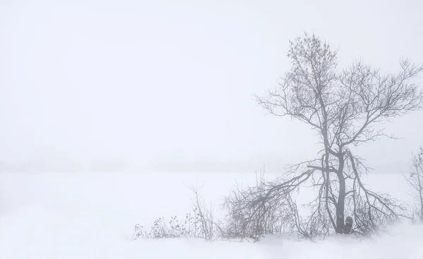 Dimmigt landskap med gamla brutna träd och snöiga fältet — Stockfoto