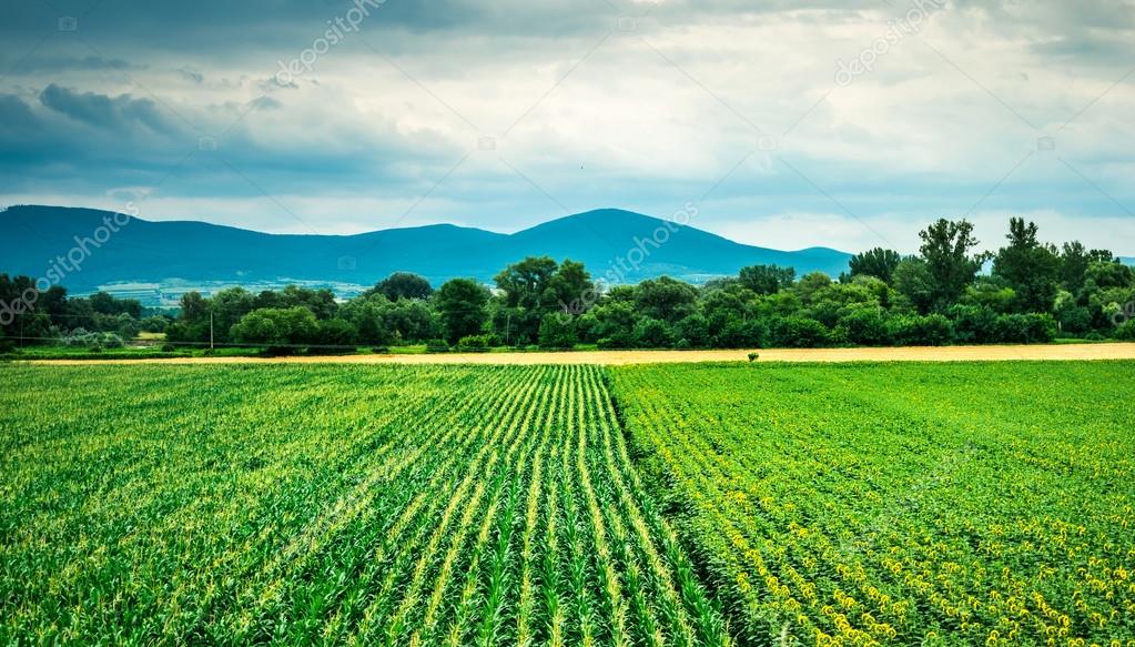 Красочный пейзаж кукурузы и подсолнечного поля с горами на заднем плане