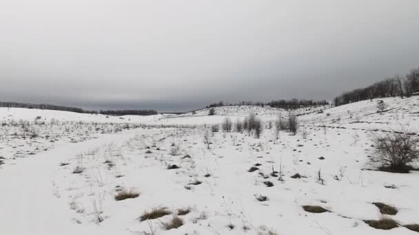 Campo de nieve y árboles — Vídeo de stock