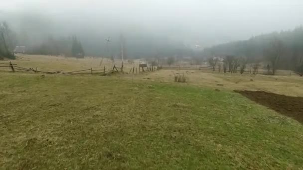 Pineta nebbiosa sulla collina — Video Stock