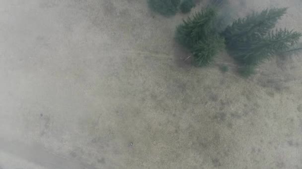 Brouillard sur la terre et les arbres — Video