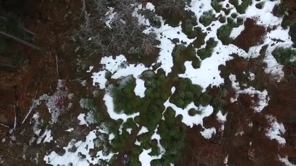 Belle forêt de pins d'hiver sur montagne — Video