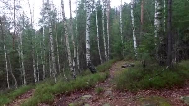 Grijze massieve stenen in de Karpaten Bos — Stockvideo