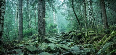 Tahtadaki çimenli taş. Yaklaş.