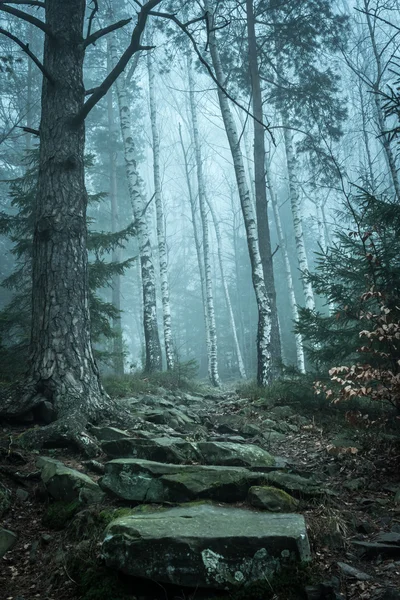 Landschap van mistig hout in bergen — Stockfoto