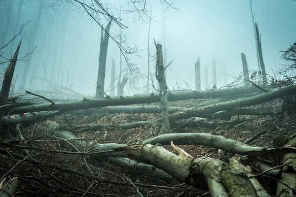 fallen by storm trees in forest