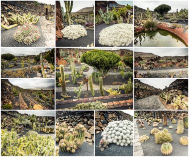 amazing sights of Lanzarote cactus farm clipart