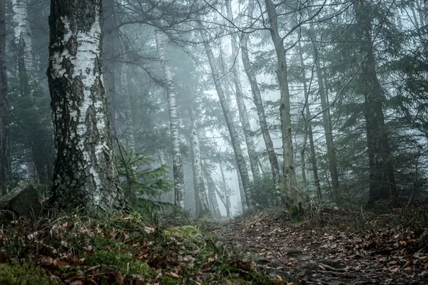 Paysage de bois brumeux en montagne — Photo