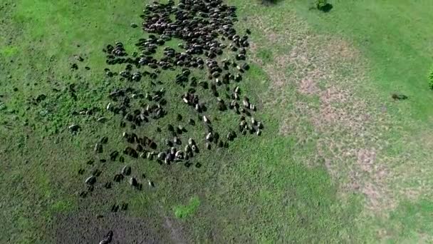 Troupeau de moutons broutant sur le champ — Video
