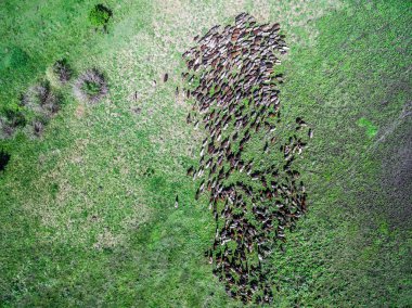alanda otlayan koyun sürüsü
