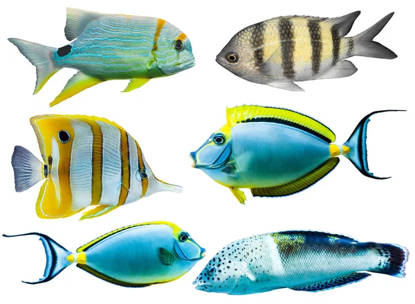 Kleurrijke aquariumvissen — Stockfoto