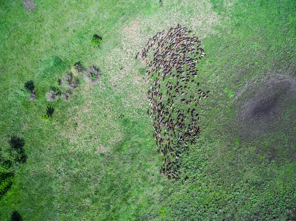 Kudde schapen grazen op veld — Stockfoto