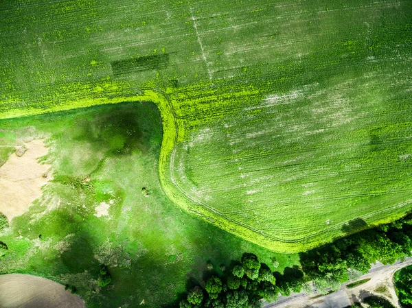 Lush green field with road — Stock Photo, Image