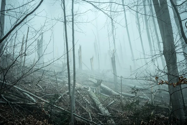 Gevallen door stormbomen in het bos — Stockfoto