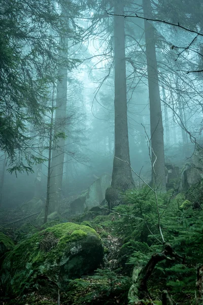 山の中の霧の森の風景 — ストック写真