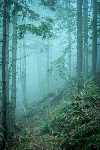 Paisaje de madera brumosa en las montañas — Foto de Stock