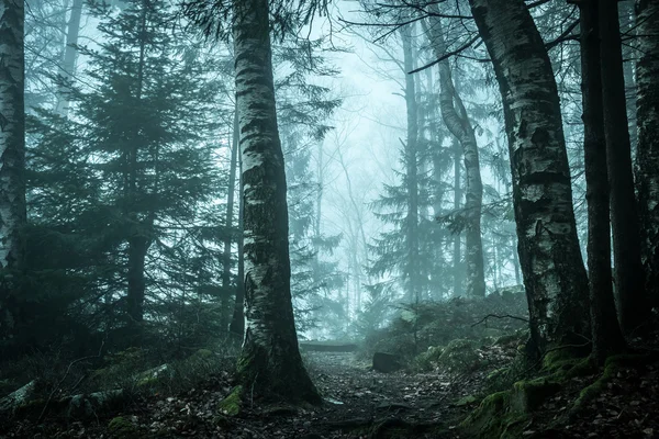 山の中の霧の森の風景 — ストック写真