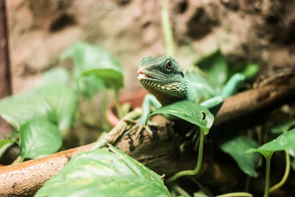 Lizard on bruch in terrarium — Stock Photo, Image