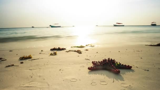 Starfish on african seashore with boats in ocean on the background, timelapse — Stock Video