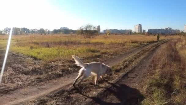 Mladá žena kráčí s golgen retrívr pes — Stock video
