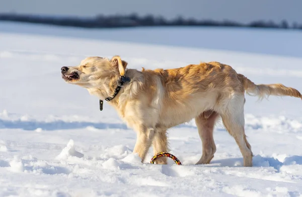 Köpek karı silkeliyor. — Stok fotoğraf