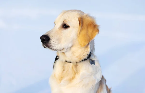 Leuke muilkorf van hond — Stockfoto