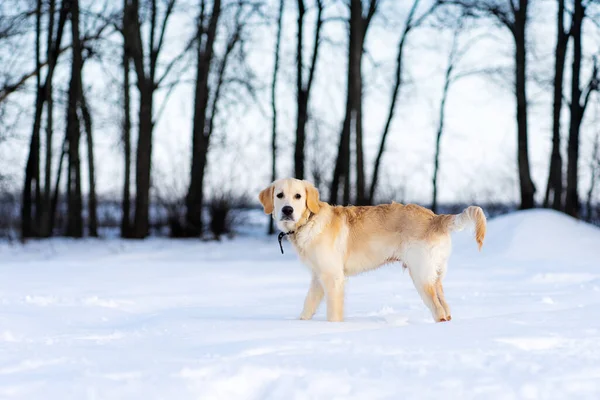 Leuke hond wandelen in de winter — Stockfoto