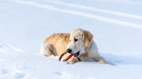 可爱的狗躺在雪地上 — 图库照片
