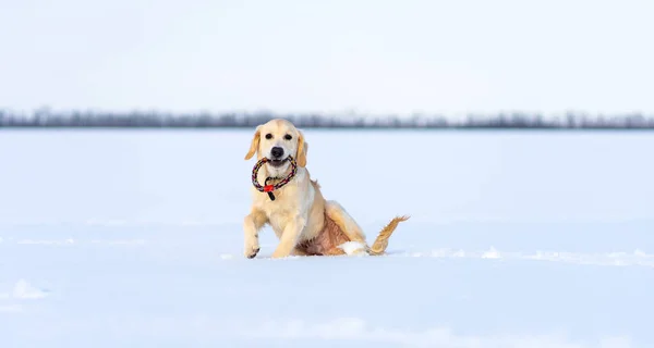 深い雪の中の犬 — ストック写真