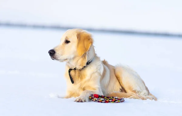 Güzel köpek karda dinleniyor. — Stok fotoğraf