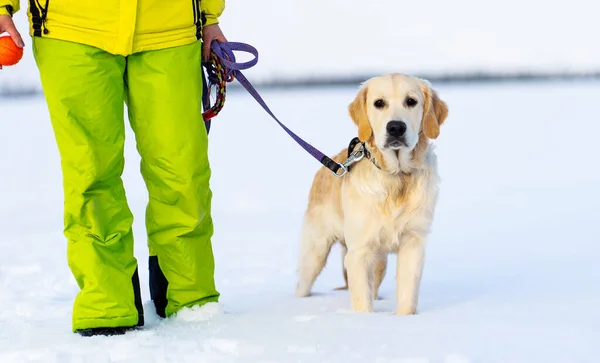 Lindo perro durante el paseo de invierno —  Fotos de Stock