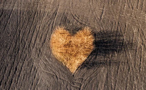 Árboles de otoño en forma de corazón —  Fotos de Stock