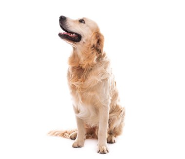 Golden retriever köpeği yukarı bakıyor
