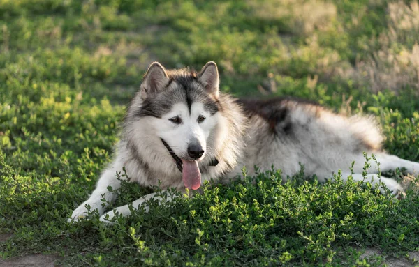 Lovely dog resting on green grass — Stock Photo, Image